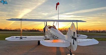 Platzer Kiebitz - Bild 2